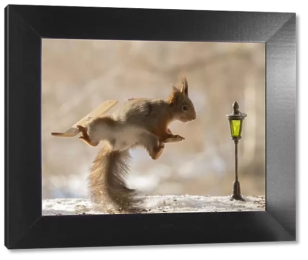 Red squirrel standing on skis in the air with snow