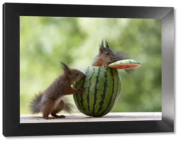 young red squirrels standing in a watermelon
