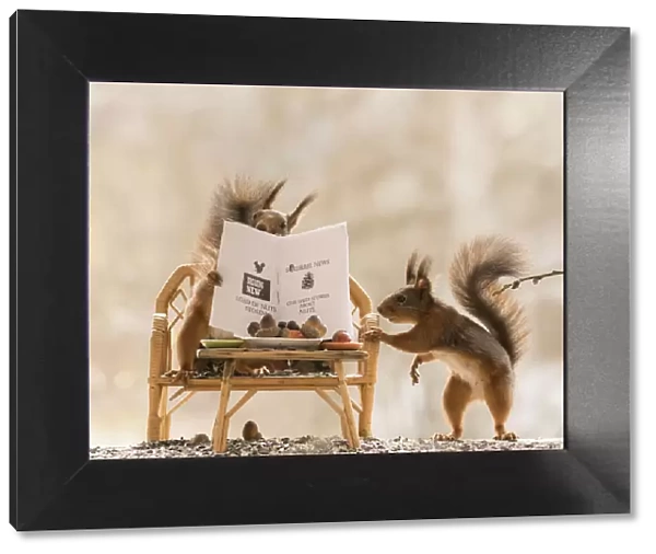 Red Squirrels on a bench with a newspaper