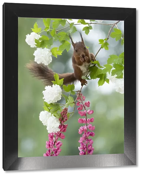 Red Squirrel on snowball bush flower branches
