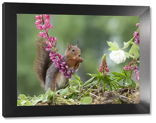 Red Squirrel between snowball bush an lupine flowers
