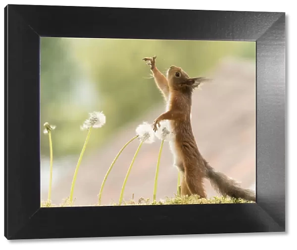 Red Squirrel reaching up with between dandelion bud seeds