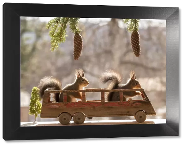 Red Squirrels standing in a bus