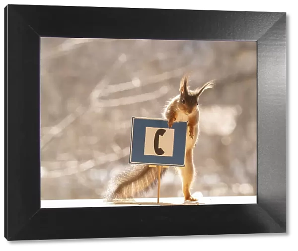 Red Squirrel standing with a telephone road sign
