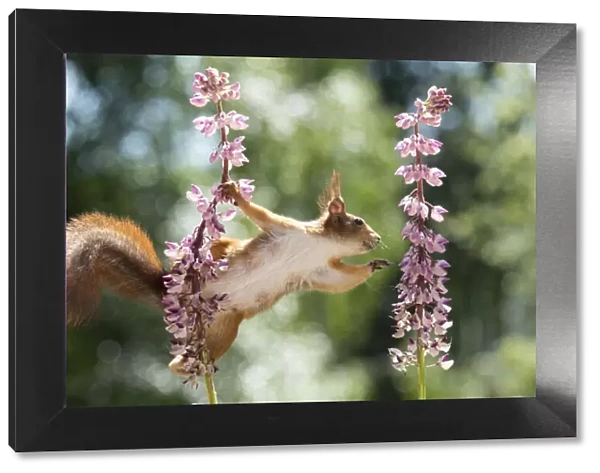 red squirrel reaching for lupine flowers looking away