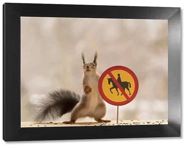 Red Squirrel standing with a No horse riding road sign