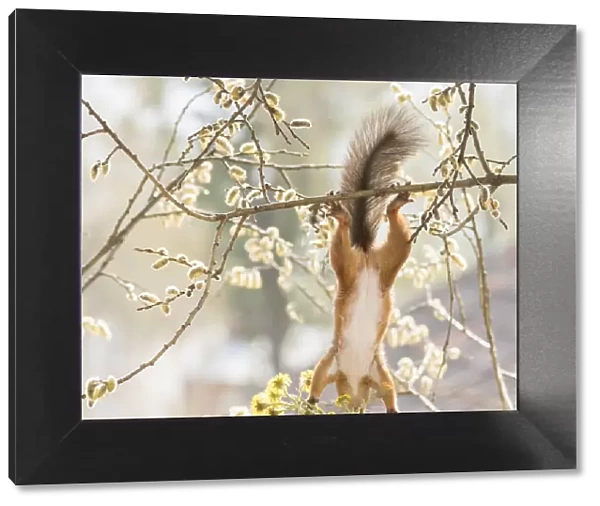 Red Squirrel hangs down from a willow flower branch