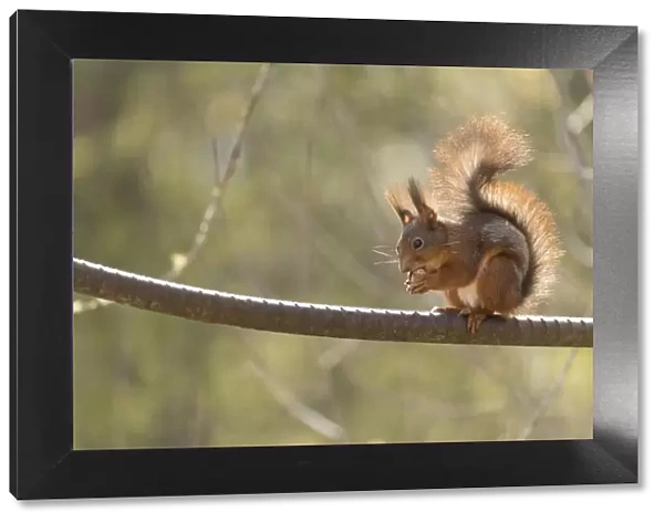 Red Squirrel eating a nut on a iron bar