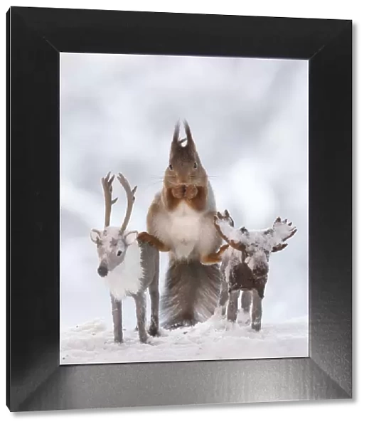 Red squirrel standing on a moose and reindeer in a split