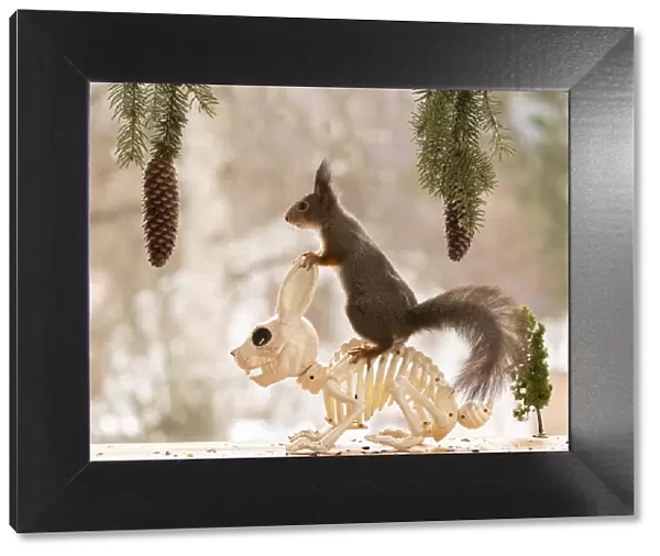 Red Squirrel standing on a skeleton rabbit