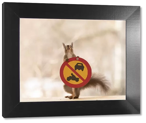 Red Squirrel standing with a No motor vehicles other than class II mopeds road sign