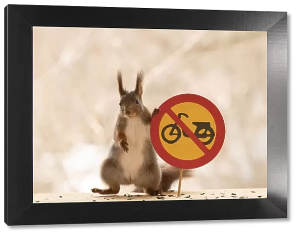 Red Squirrel standing with a No motorcycles or class I mopeds road sign