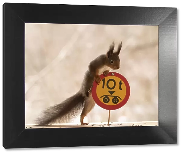 Red Squirrel standing with a Restricted weight on double axle road sign;