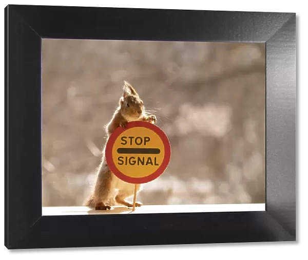 Red Squirrel standing with a Stop for stated purpose road sign