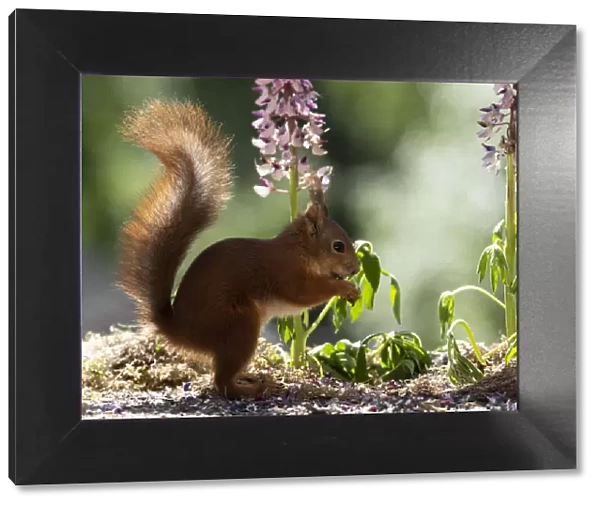 profile of red squirrel standing in front of lupine flowers