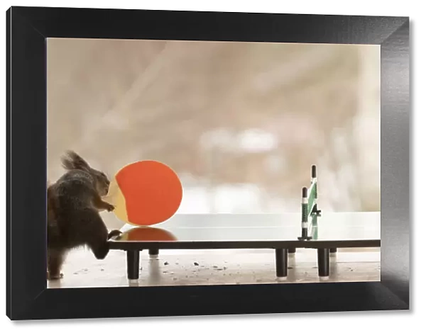 Red Squirrel playing Table tennis