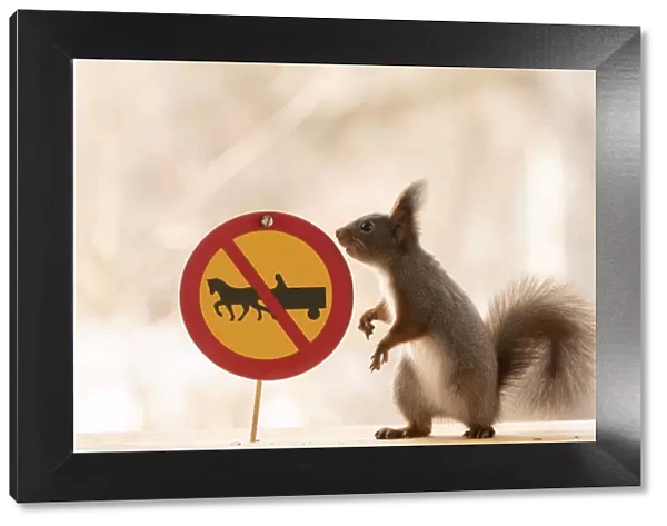 Red Squirrel standing with a No horse-drawn vehicles sign