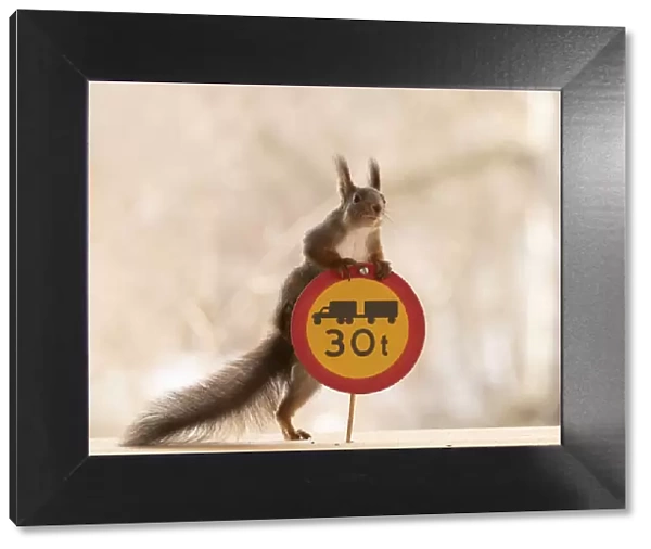Red Squirrel standing with a Restricted gross weight of vehicle and vehicle combination sign