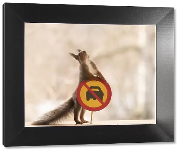 Red Squirrel standing with a No motor vehicles with more than two wheels