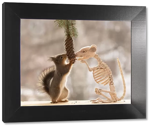 Red Squirrel a skeleton rat eating a pinecone