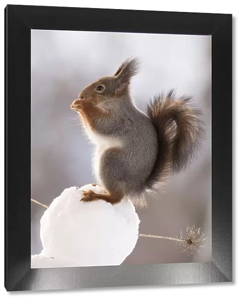 red squirrel standing on a snowball