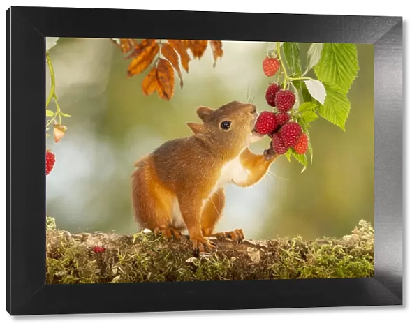 red squirrel is standing on a tree trunk eating raspberries