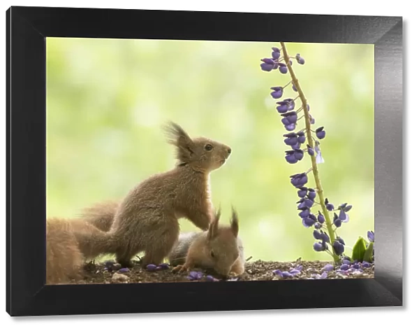 young Red Squirrels hold each other with lupine flowers