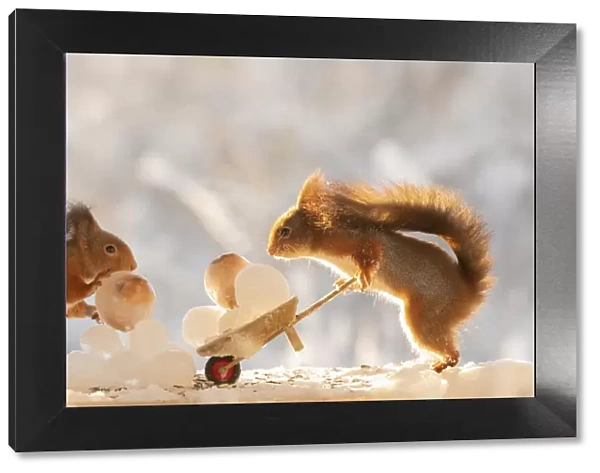 Red squirrels holding a wheelbarrow with ice balls