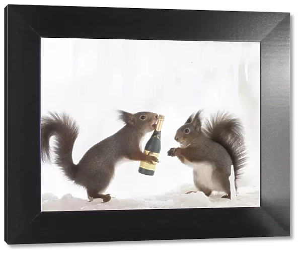 Eekhoorn; Sciurus vulgaris, Red Squirrel holding champagne bottle another is watching
