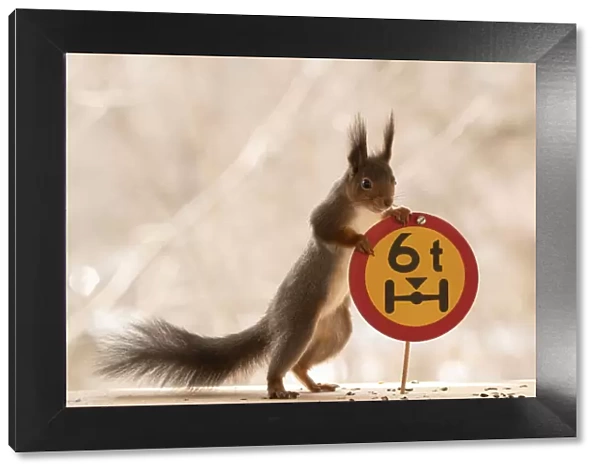 Red Squirrel standing with a Restricted weight on one axle sign