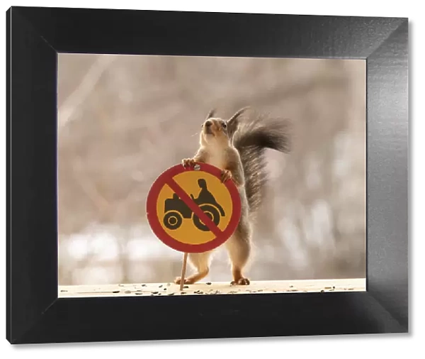 Red Squirrel standing with a No tractors or motorised equipment class II sign