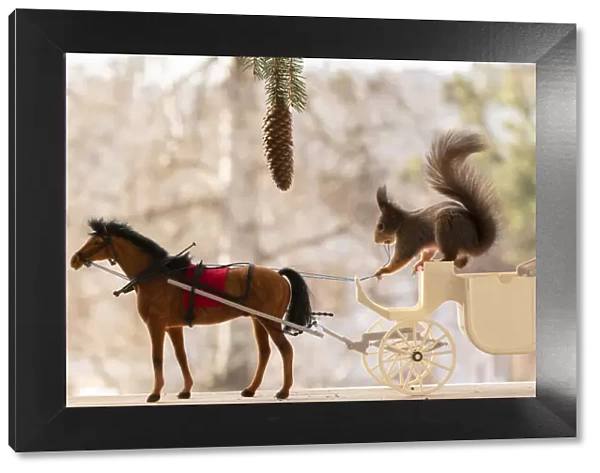 Red Squirrel stand on a carriage with horse