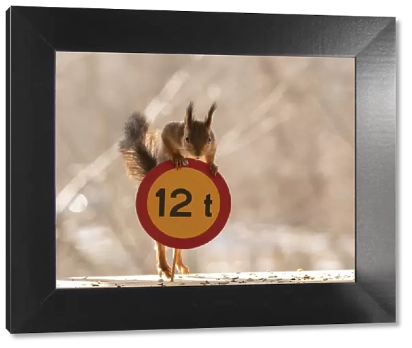 Red Squirrel standing with a Restricted gross weight of vehicle sign