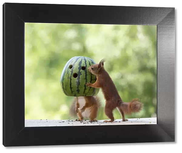 red squirrels standing with an watermelon mask