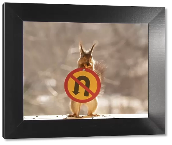 Red Squirrel standing with a No U-turn sign