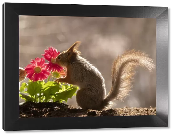 red squirrels standing beside red daisies