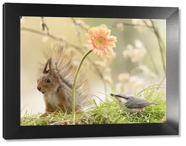 red squirrel looks away from a nuthatch with a orange daisy