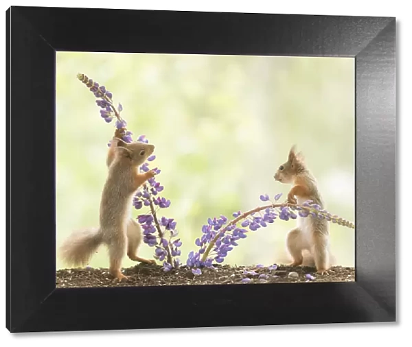young Red Squirrel holding lupine flowers