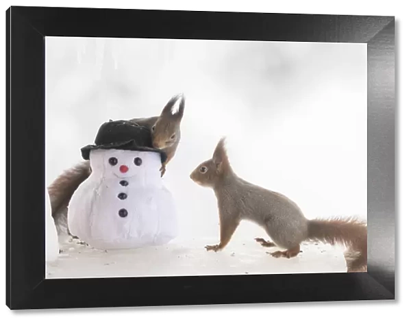 Eekhoorn; Sciurus vulgaris, Red Squirrel looking at an snowman