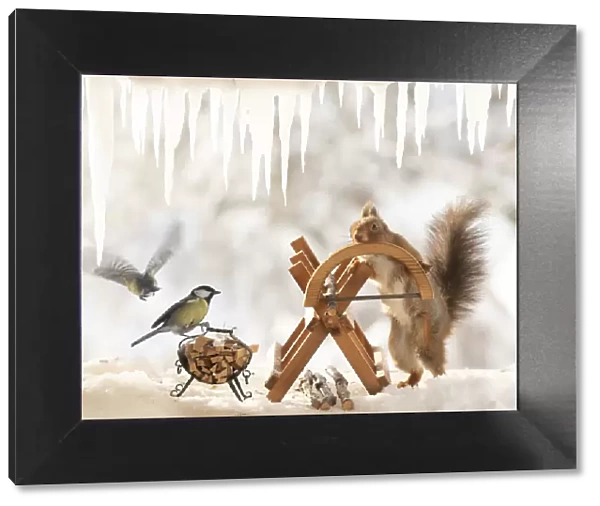 Eekhoorn; Sciurus vulgaris, Red Squirrel and great tit are standing with an saw and a saw block on ice