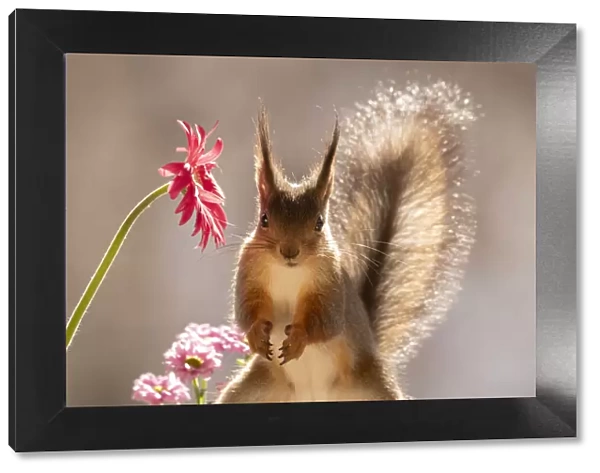 red squirrel standing with an red daisy