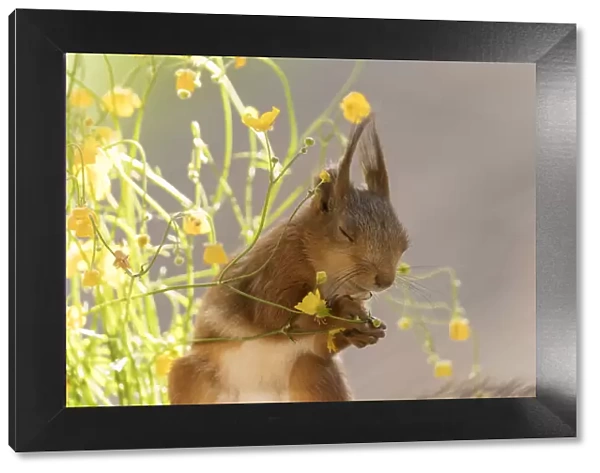 Red Squirrel with buttercup flowers and closed eyes