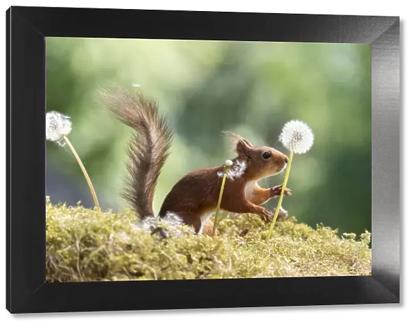 red squirrel holding a dandelion stem with seeds