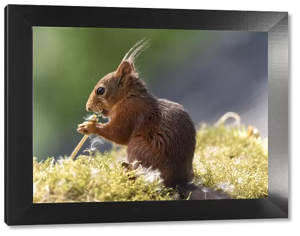 red squirrel eating a dandelion stem with seeds