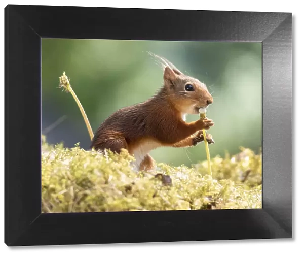 red squirrel holding an dandelion stem with seeds