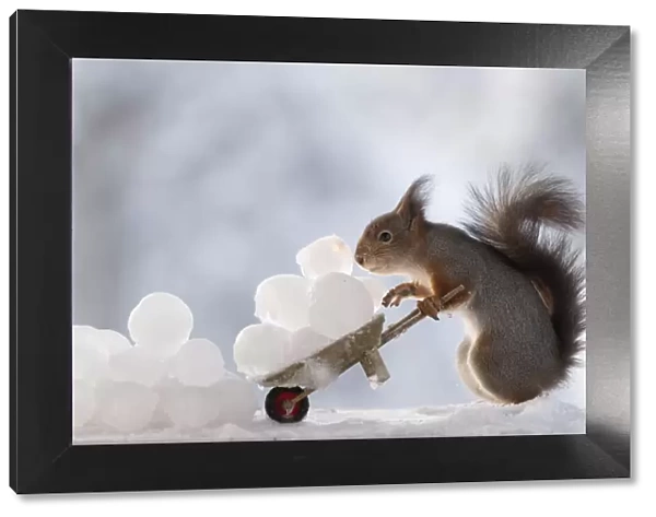 Red squirrel holding an wheelbarrow with ice balls