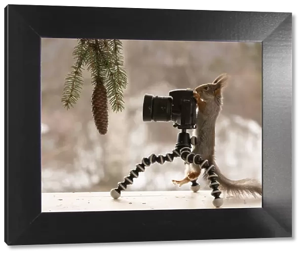 Red squirrel is standing behind a camera