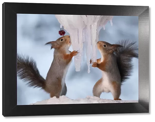 Red squirrels holding icicles