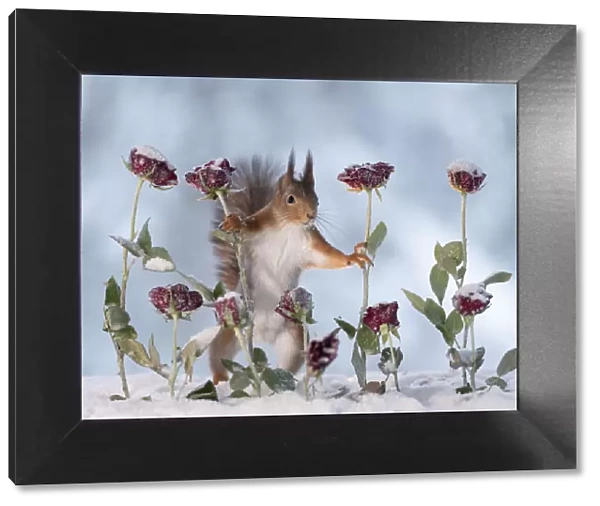 Red squirrel standing between roses looking at the viewer