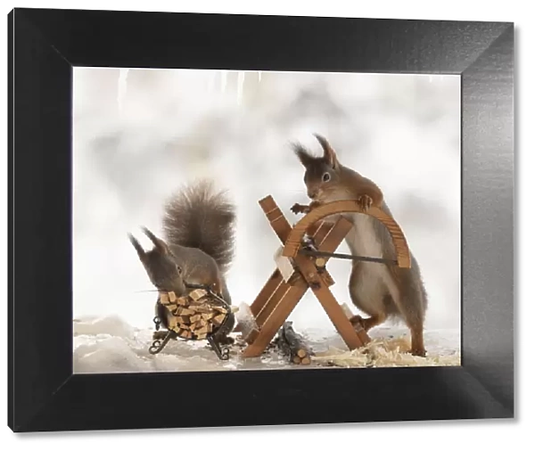 Eekhoorn; Sciurus vulgaris, Red Squirrel are standing with an saw and a saw block on ice